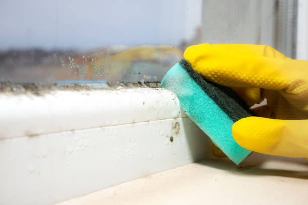 Mold Removal and Inspection in Cresskill, NJ