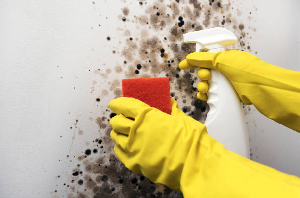 Professional Mold Removal in Cresskill, NJ